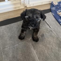 Voodoo - Salt and pepper male Miniature Schnauzer puppy in Glendale, Arizona from Pipes of Gizzie’s Swamp