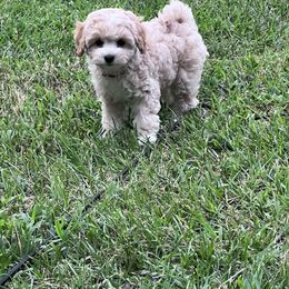 MP#4  red collar - Cream Assorted Doodle Crosses puppy in Benson, North Carolina from A Bundle of Love