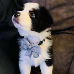 Miniature Australian Shepherds from Salty Kennel