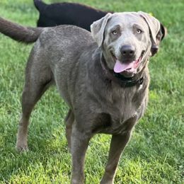 Dilute Retrievers and Labrador Retrievers from Vacationland Labs LLC
