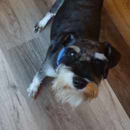 Rocky - Miniature Schnauzer