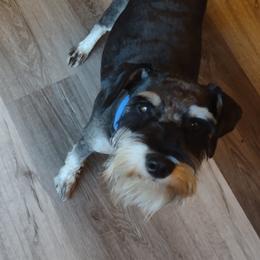 Rocky - Miniature Schnauzer