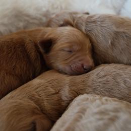 Millie - Apricot female Goldendoodle puppy in San Tan Valley, Arizona from Golden Haven Puppies