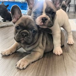 French Bulldog Puppies from Frenchies Of Central Oregon