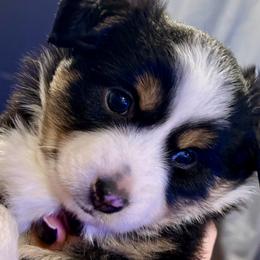 Gwen Stefani - Toy Australian Shepherd puppy from Klenke Toy Aussies