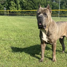 Cane Corso from Davenport Kennel Club