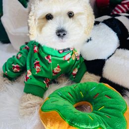 Frosty - Cream male Maltipoo puppy in Sugar Land, Texas from Celebrity Maltipoos
