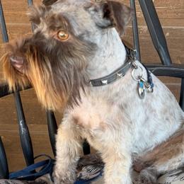 Elvis - Miniature Schnauzer