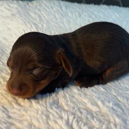 Ariel 6 - Chocolate and tan female Dachshund puppy in Scottdale, Pennsylvania from Our Sweet Dachshund Farm