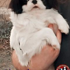 Japanese Chin Puppies from Mystike Japanese Chin