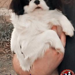 Japanese Chin Puppies from Mystike Japanese Chin