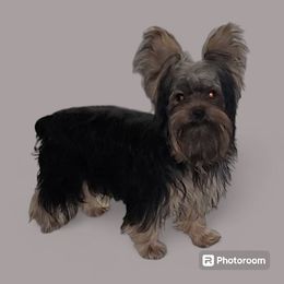 Bugatti Jr - Yorkshire Terrier