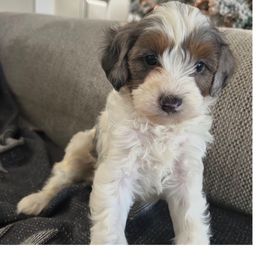 Tinsel - Tri-color male Cavapoo puppy in Bozrah, Connecticut from Cedar Creek Farm