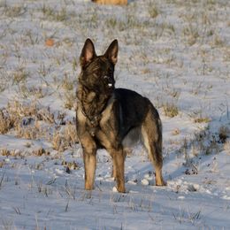 Ury (or-ee) - German Shepherd