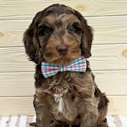 Tiger - Merle male Australian Labradoodle puppy in Harrisonville, Missouri from Blessed Day Doodles