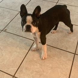 Boston Terrier Puppies from I Love Pups