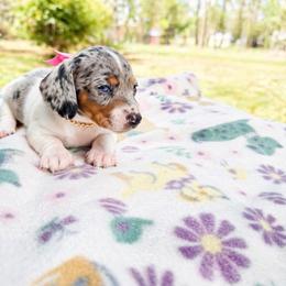 Willow - AKC - Dapple female Dachshund puppy in Indian Trail, North Carolina from Hilda’s Teenie Weenies