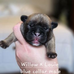 Blue collar male - Fawn male French Bulldog puppy in Hamler, Ohio from Smith's Small Town Frenchies