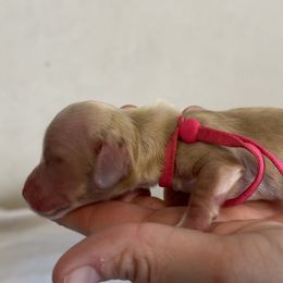 Jersey - Cream Dachshund puppy in Waynesville, North Carolina from Blue Ridge Doxies