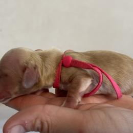Jersey - Cream Dachshund puppy in Waynesville, North Carolina from Blue Ridge Doxies
