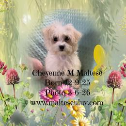 Cheyenne - White male Maltese puppy in Silverhill, Alabama from Malteseuluv’s Tiny Treasurers