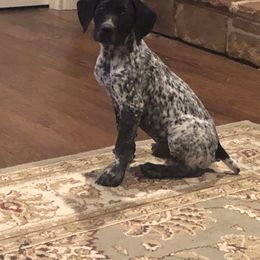 German Shorthaired Pointer and Labrador Retriever Puppies from LL Gun Dogs, LLC
