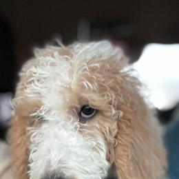 Bernedoodle and Double Doodle Puppies from ETX Dandy Doodle