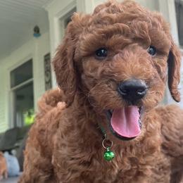 Spruce - Apricot male Goldendoodle puppy in Sumner, Washington from Little Acre Doodles
