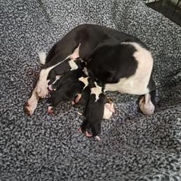 Black Boy 1 - Black and white male Basenji puppy in Tuttle, Oklahoma from Steadfast Farm (SFF)