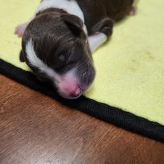 Rhea - White and seal female Bordoodle puppy in New Oxford, Pennsylvania from The Weekend Farm