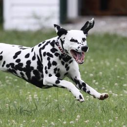 Dalmatians from Upton Dalmatians