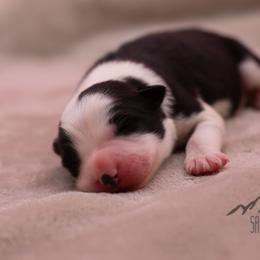 Lev - Black and white male Border Collie puppy in College Station, Texas from Sage Ridge