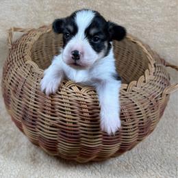 Joshua - Black and tan male Pembroke Welsh Corgi puppy in Stillwater, Oklahoma from Steele Family Farms