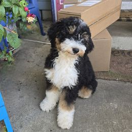 Girl 1 mopsy - Tri-color female Bernedoodle puppy in Vancouver, Washington from Doo a Little Doodle