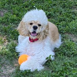 Buster - Cocker Spaniel