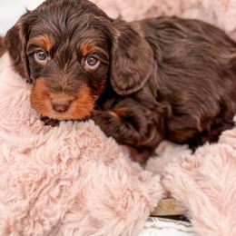 Grizzly - Chocolate male Cavapoo puppy in Idaho Falls, Idaho from Freckle Paw Family
