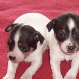 Toy Fox Terriers from TopFox Toy Fox Terriers