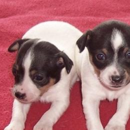 Toy Fox Terriers from TopFox Toy Fox Terriers
