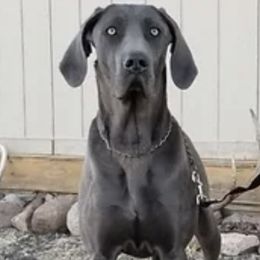 Cola - Companion Cross