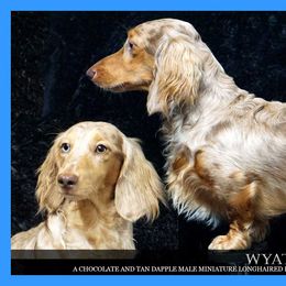 Wyatt - Dachshund