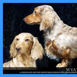 Wyatt - Dachshund