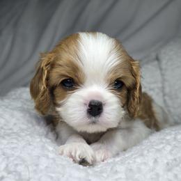 Cavalier King Charles Spaniel Puppies from Graceful Acres