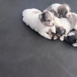 American Pit Bull Terrier, Chow Chow, and Pomeranian Puppies from Pits and Poms LLC