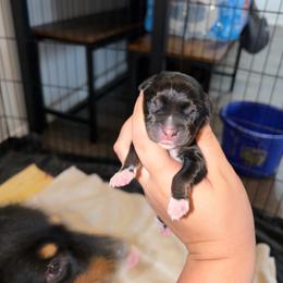 Girl 1 - Black tri female Miniature Australian Shepherd puppy in Brenham, Texas from Stone N Rose Kennels