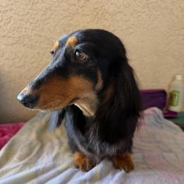 Ivy - Black and tan female Dachshund puppy in Lancaster, California from Avignon