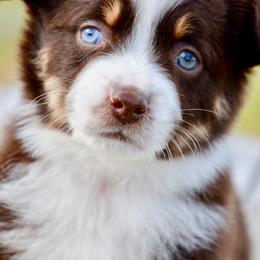 RTM-1 - Red tri male Miniature Australian Shepherd puppy in Baker City, Oregon from Back Country Aussies