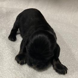 Girl 3 - Black and tan female Cocker Spaniel puppy in Rising Sun, Maryland from Palmtree Cockers
