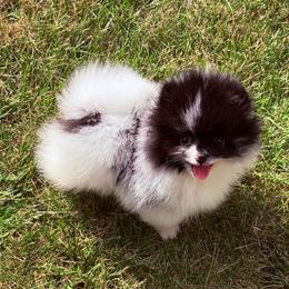 Prada - Blue merle female Pomeranian puppy in Waterloo, Indiana from Garcias Pomeranian