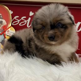 Vixen - Blue merle female Toy Australian Shepherd puppy in Blacksburg, South Carolina from Blue’s Family Aussies