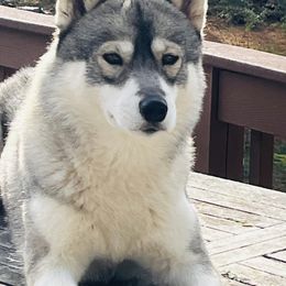 Amelia - Siberian Husky